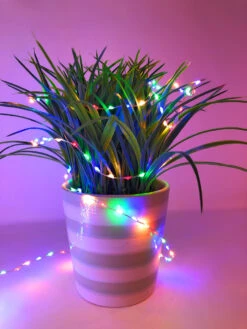 Lumineo 378 Micro LED Multi-Colored LED Lights Silver Wire -Christmas 072831 on a plant 54683.1605049271