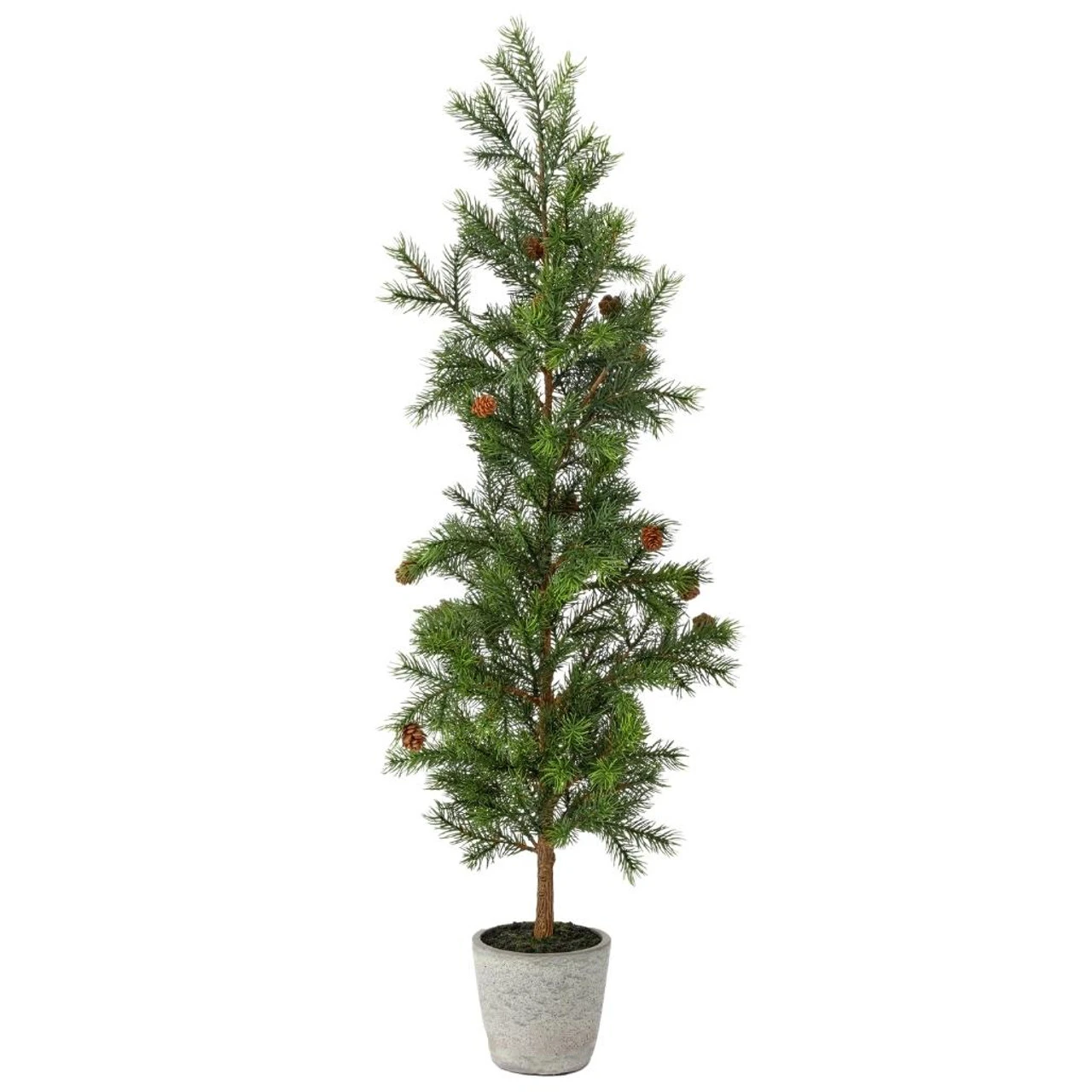 36" Pencil Princess Pine Tree In A Cement Pot