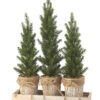 Triple Potted Pine Seedling Tray